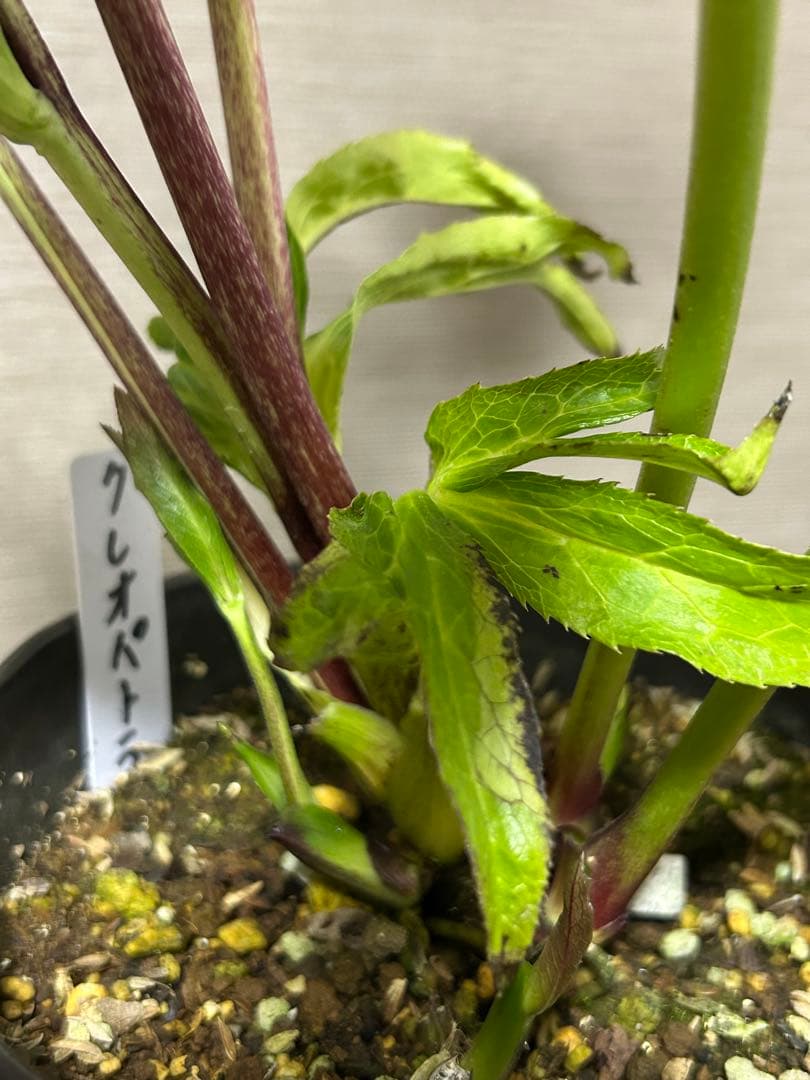 ☆謙信様ご購入苗✿✿㉕-122㉕-165㉕-457クリスマスローズ