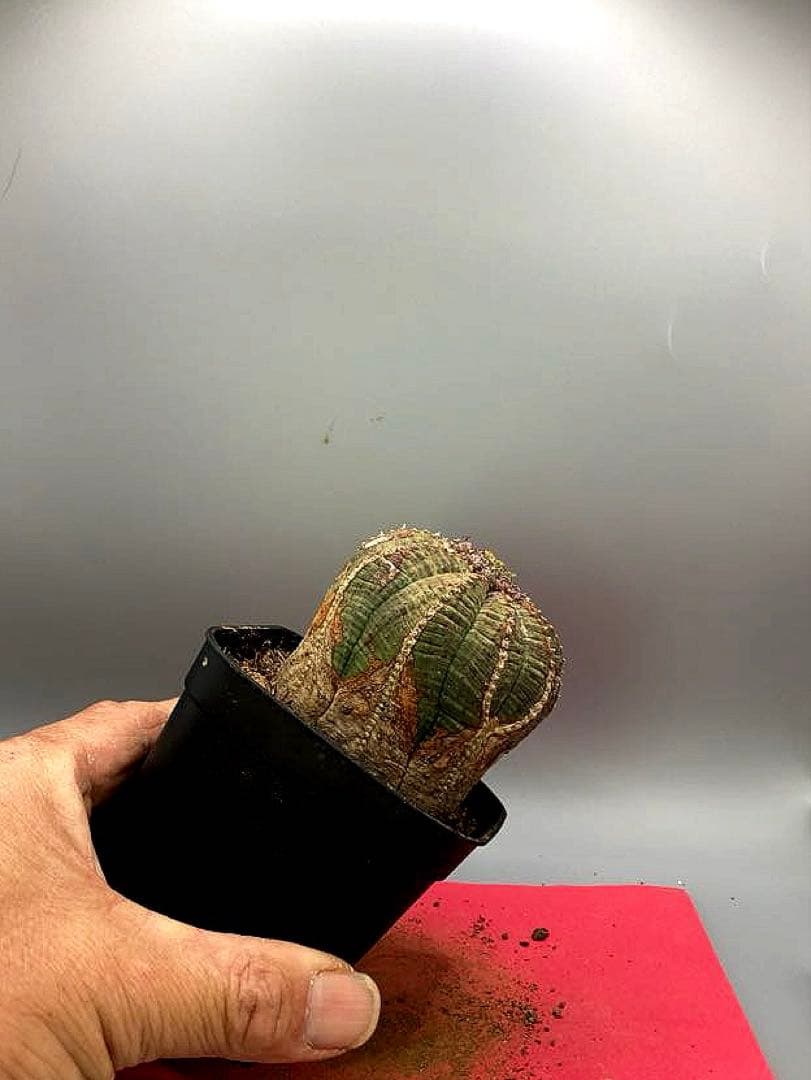 《3号WY》ユーフォルビア　オールド　オベサ　雌株