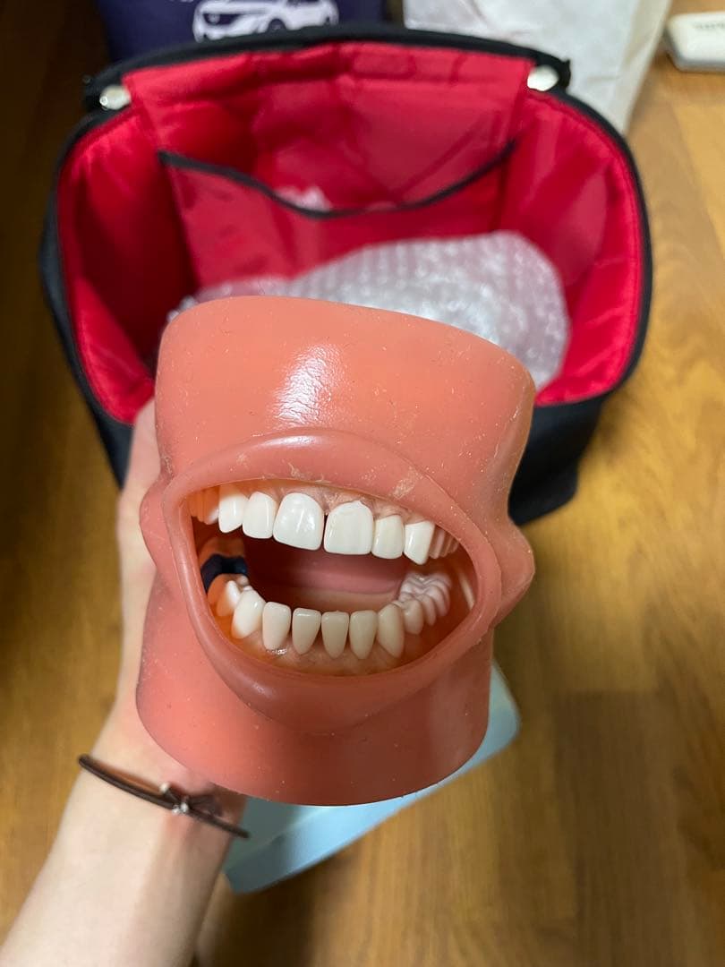 歯科用 シンプルマネキンセット歯科衛生士 顎模型 一式 NISSIN ニッシン