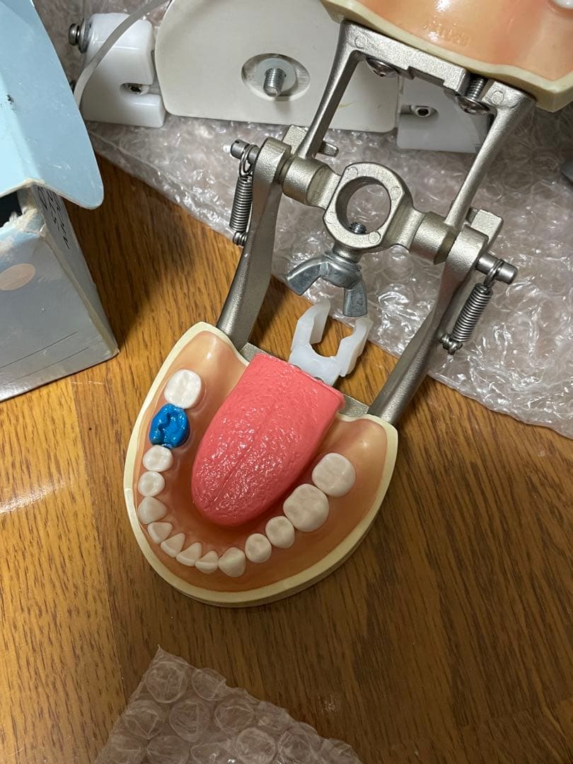 歯科用 シンプルマネキンセット歯科衛生士 顎模型 一式 NISSIN ニッシン