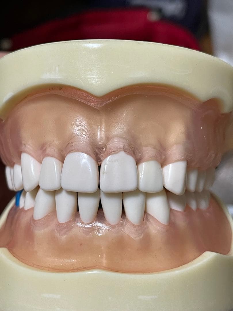 歯科用 シンプルマネキンセット歯科衛生士 顎模型 一式 NISSIN ニッシン