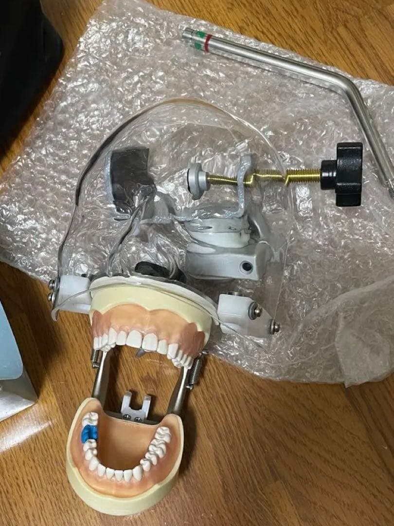 歯科用 シンプルマネキンセット歯科衛生士 顎模型 一式 NISSIN ニッシン