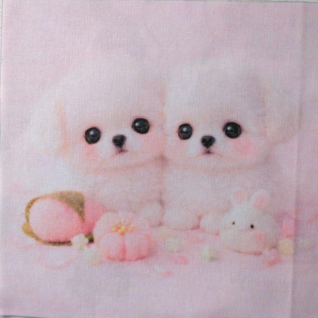 ☆受付☆マルチーズ No.A