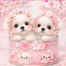 ☆受付☆マルチーズ No.A