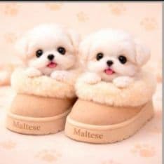 ☆受付☆マルチーズ No.A