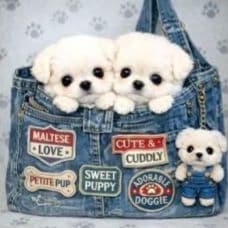 ☆受付☆マルチーズ No.A