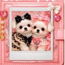 ☆受付☆マルチーズ No.A