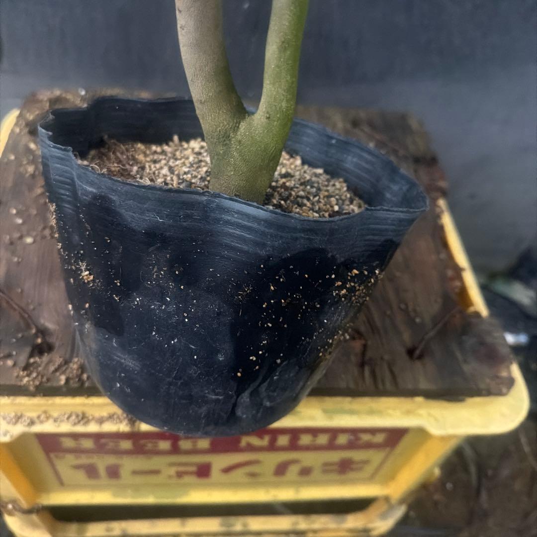 RYU苗　神等去出(からさで)