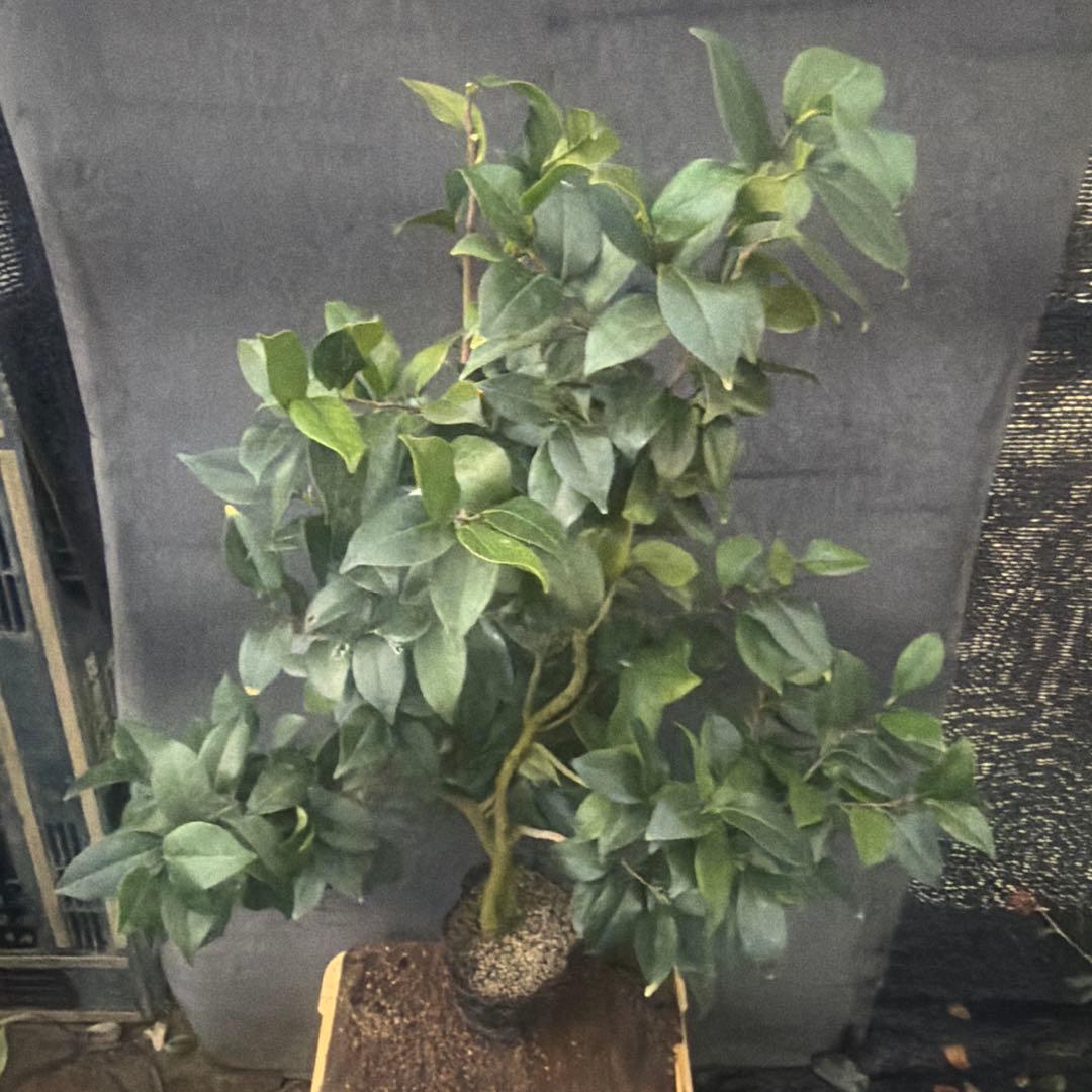 RYU苗　神等去出(からさで)