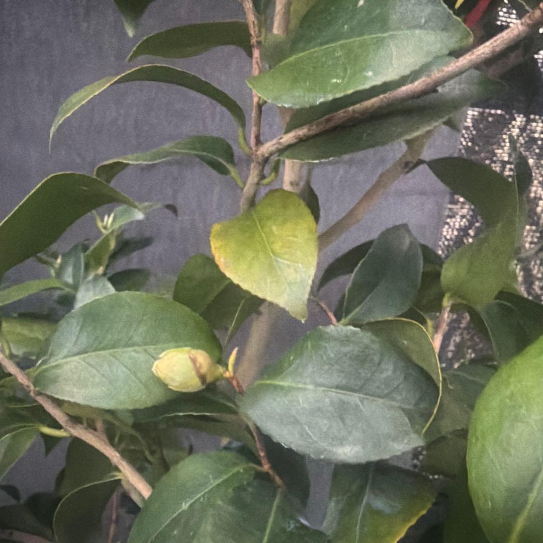 RYU苗　神等去出(からさで)