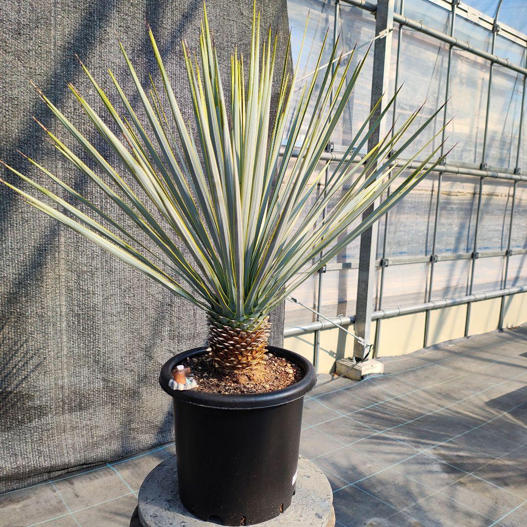 さ*な様 ユッカ ロストラータ Hybrid No.3