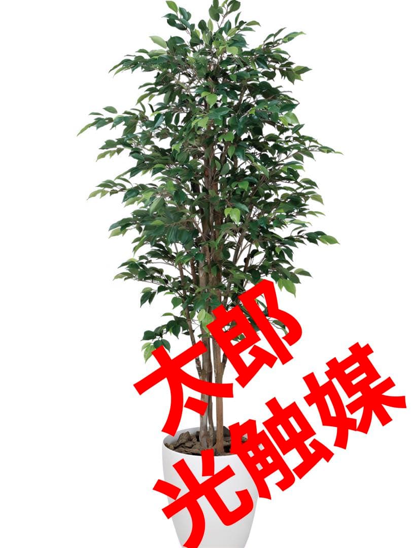 光触媒　人工観葉植物　フェイクグリーン　ロイヤルベンジャミン 1.6m