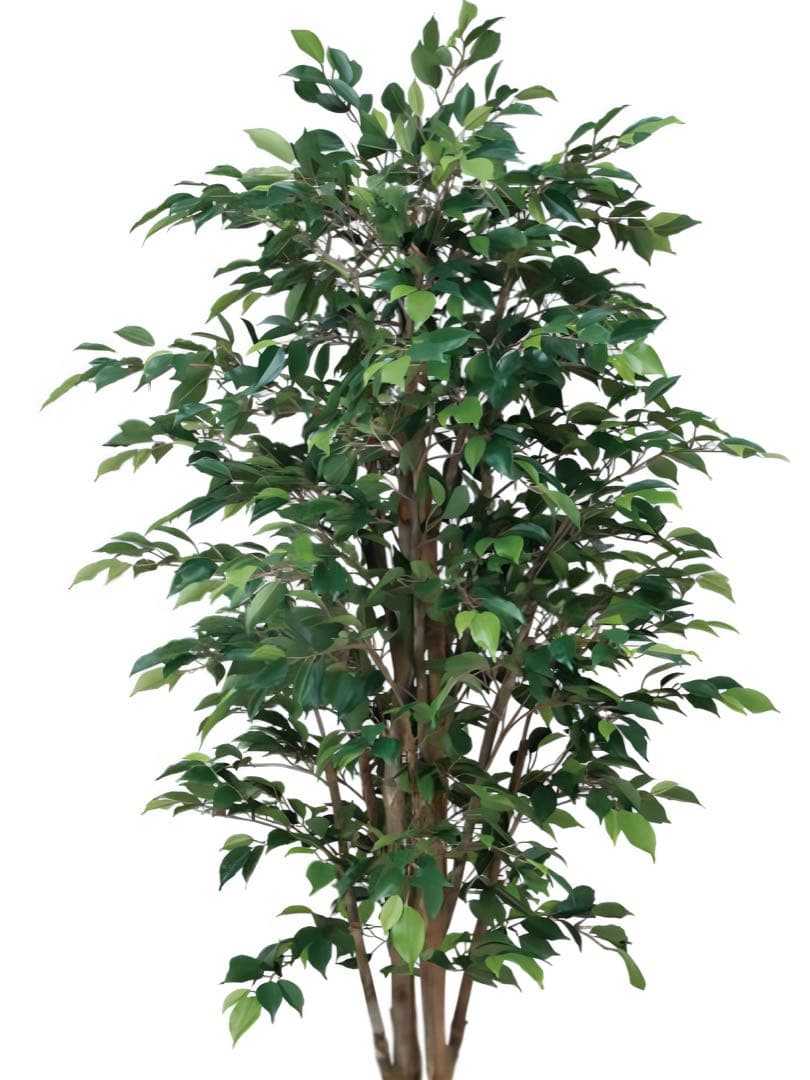 光触媒　人工観葉植物　フェイクグリーン　ロイヤルベンジャミン 1.6m