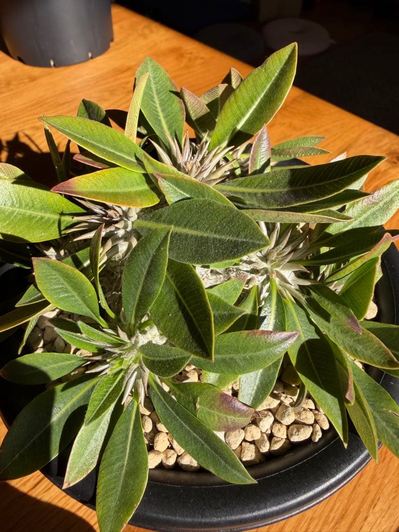 ② 恵比寿大黒 パキポディウム お引き取り限定