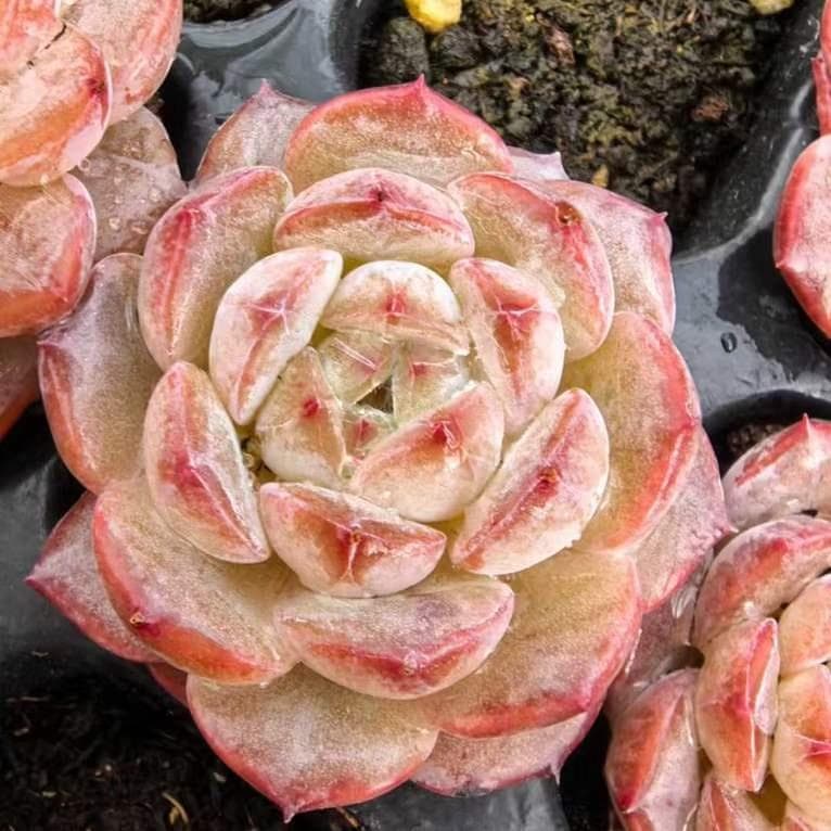 Top【選抜株】23482シュガー　クリスタルHyb 105個 プラグトレー苗