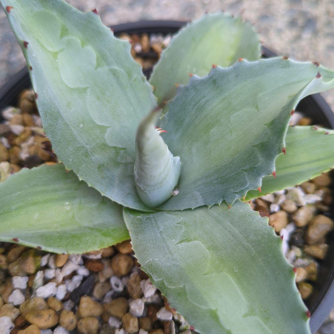 アガベ オバティフォリア錦 中斑 - メルカリ