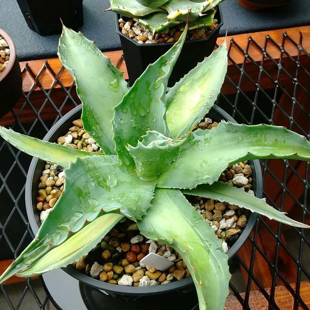 アガベ オバティフォリア錦 中斑 - メルカリ