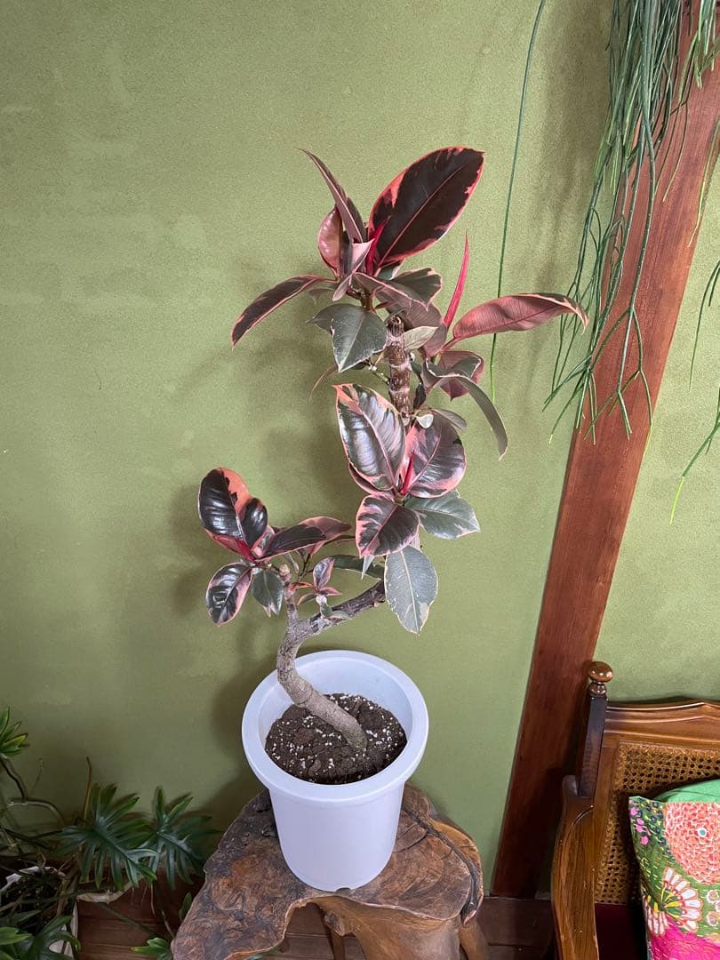 フィカス　ルビー　8号