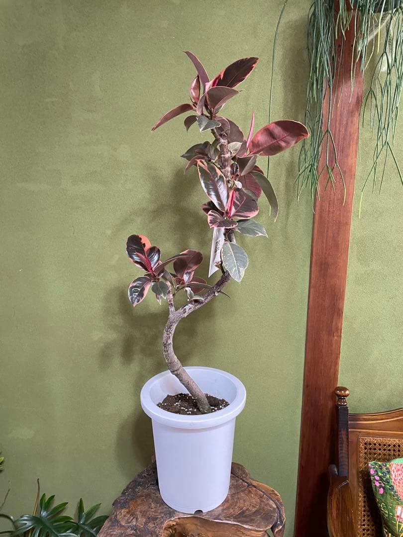 フィカス　ルビー　8号