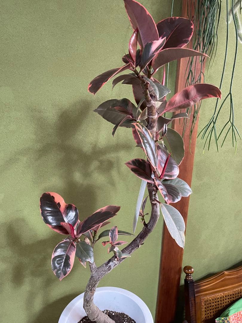 フィカス　ルビー　8号