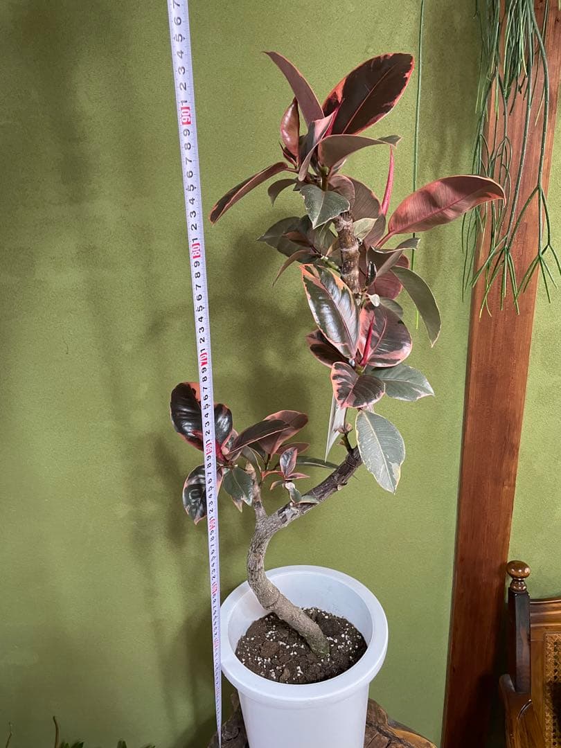 フィカス　ルビー　8号