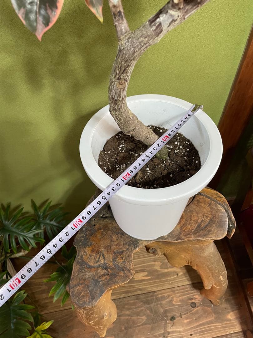 フィカス　ルビー　8号