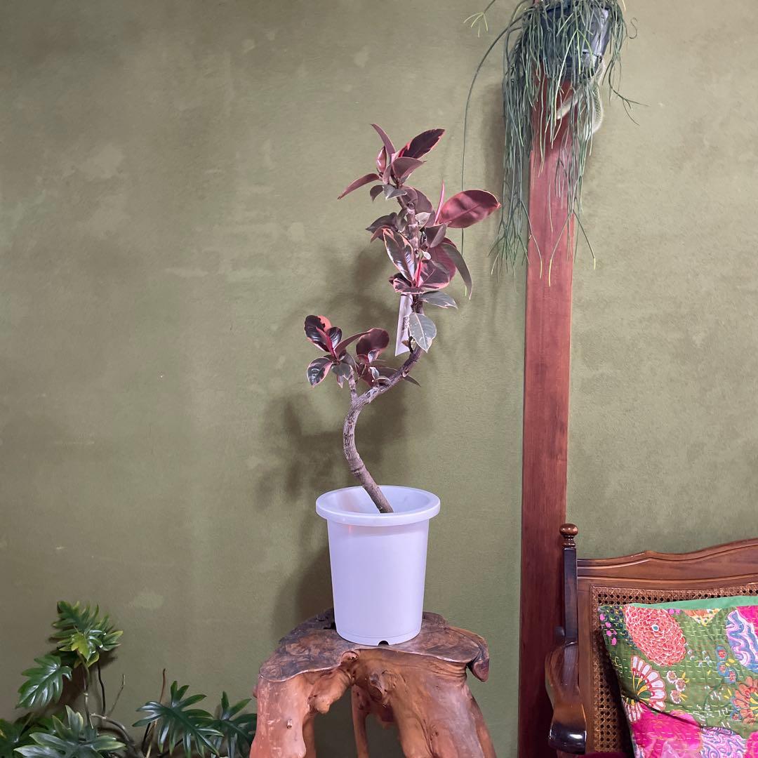 フィカス　ルビー　8号