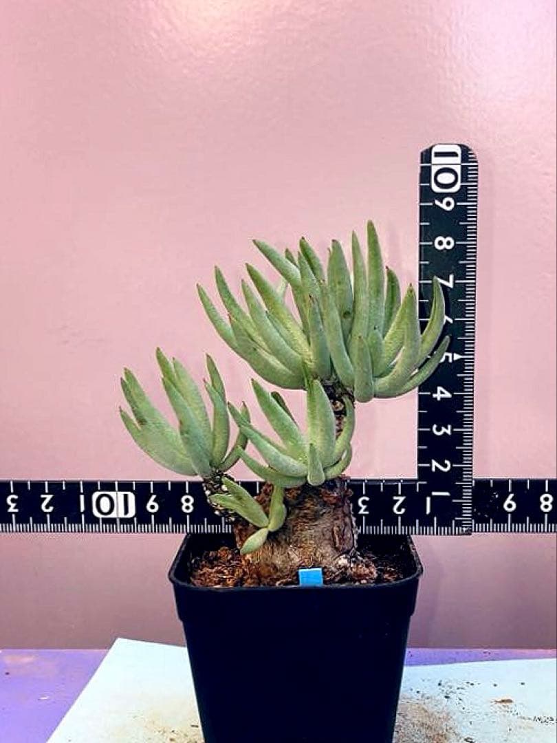 《2.5号B》チレコドン ペアルソニー　白象