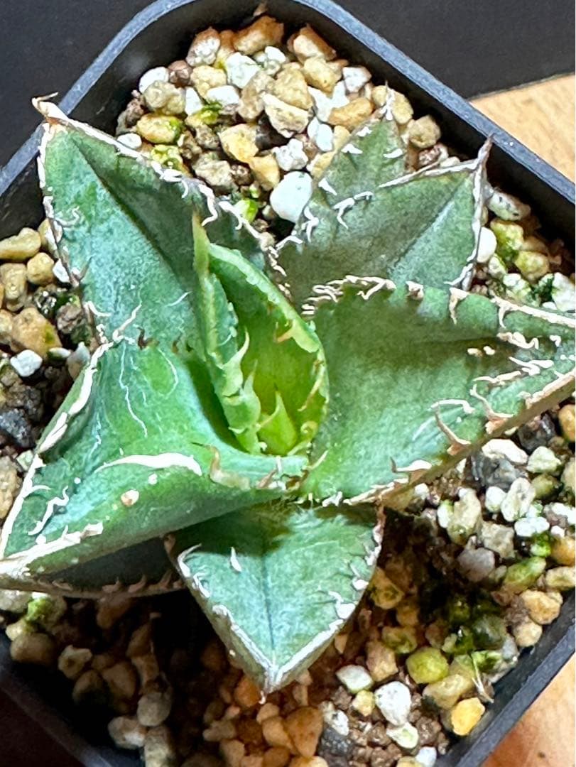アガベ チタノタ 豆豆龍 ブツブツ 内棘‼️オススメ‼️鉢植え発送‼️ 46