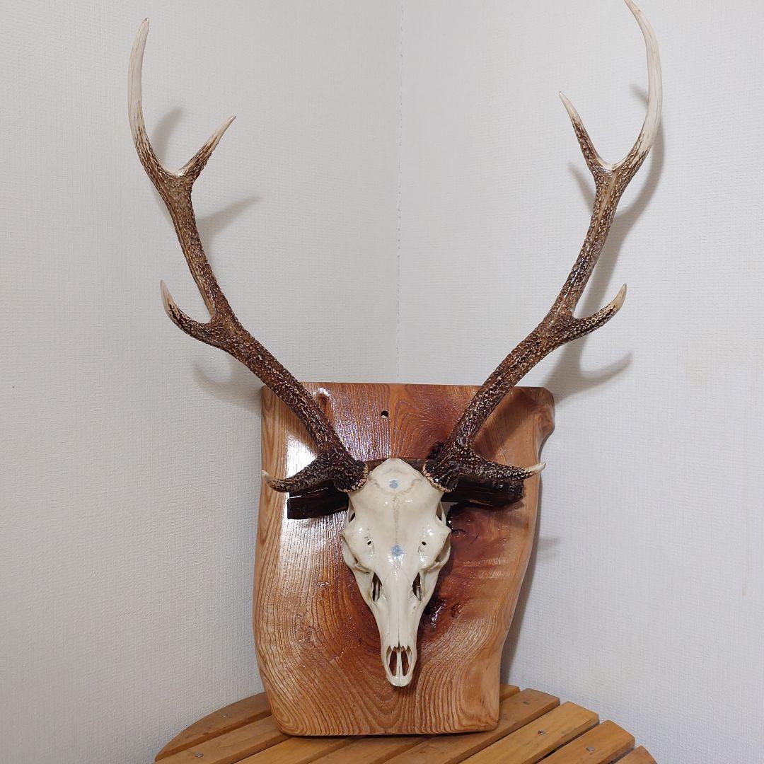鹿 角 壁掛けインテリア - メルカリ