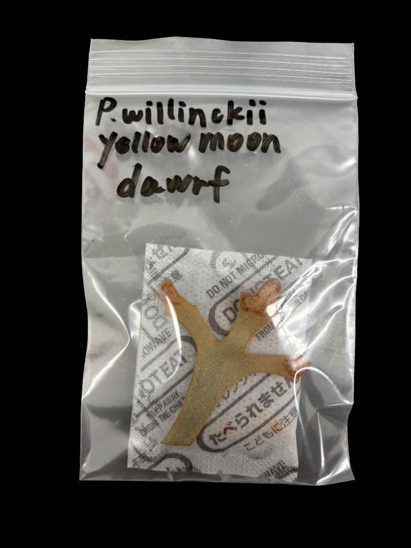 B*s様 P.willinckii yellow moon dawrf 胞子
