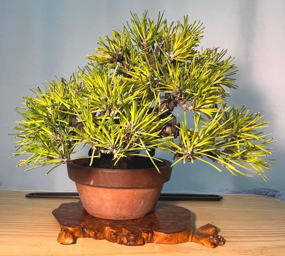 黒松　古木　変わり木