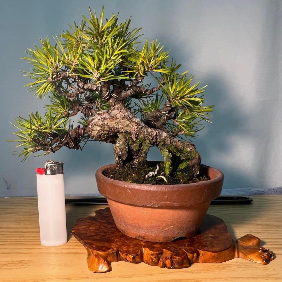 黒松　古木　変わり木