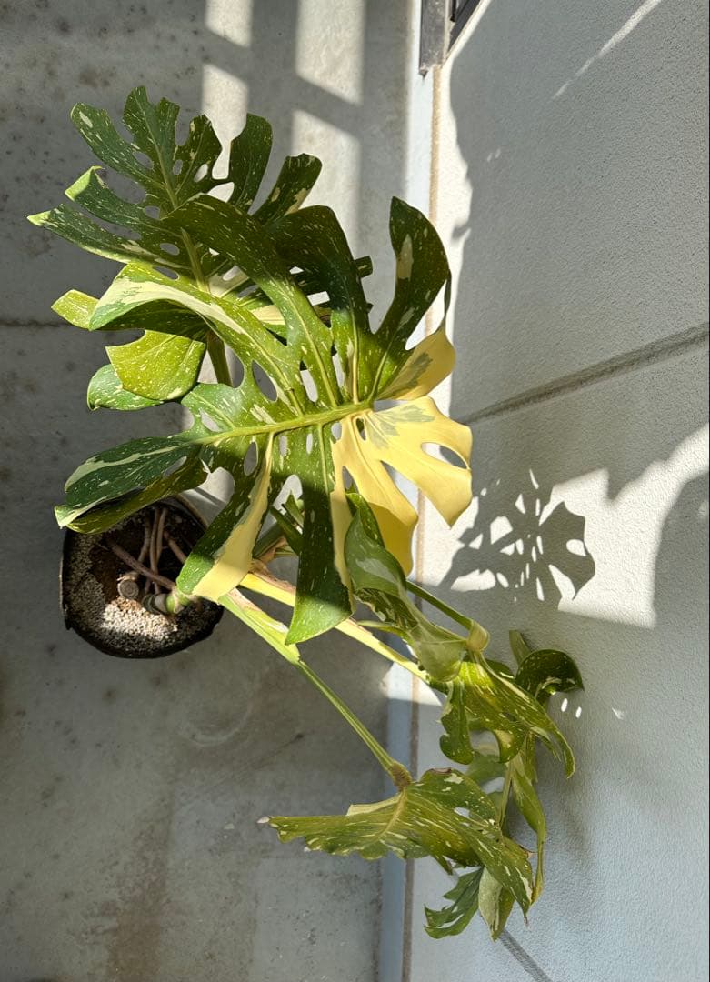 斑入りモンステラ 中型