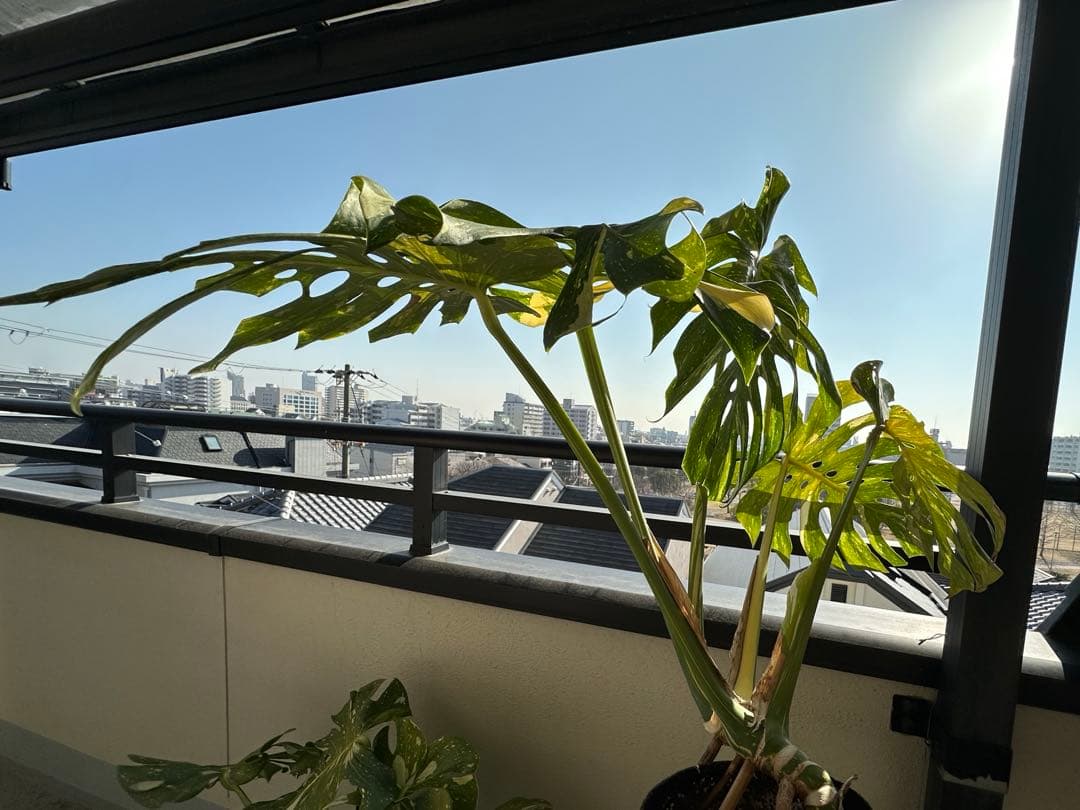 斑入りモンステラ 中型