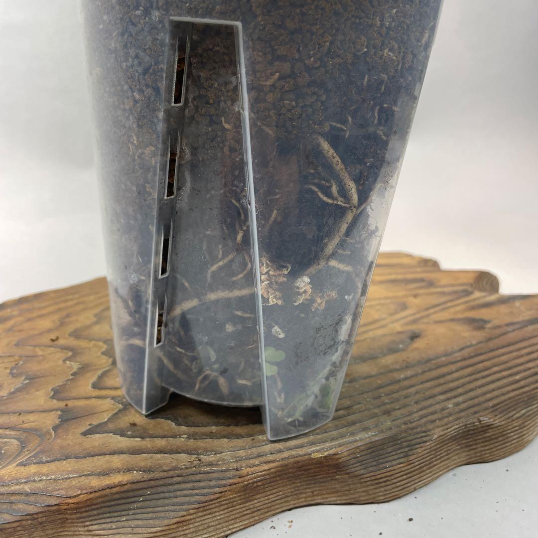 T*I様 a05モンステラ バールマルクスフレーム