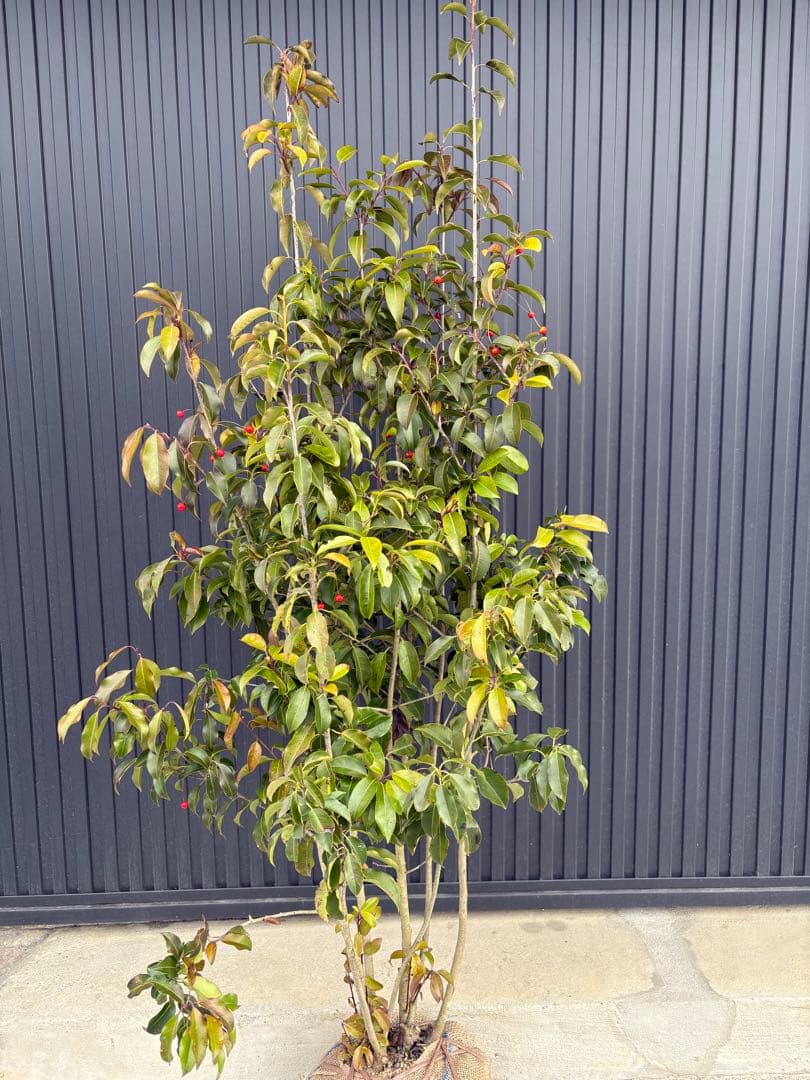 ◆ソヨゴ◆常緑樹◆複数株立◆雌株◆赤い実‼️◆④