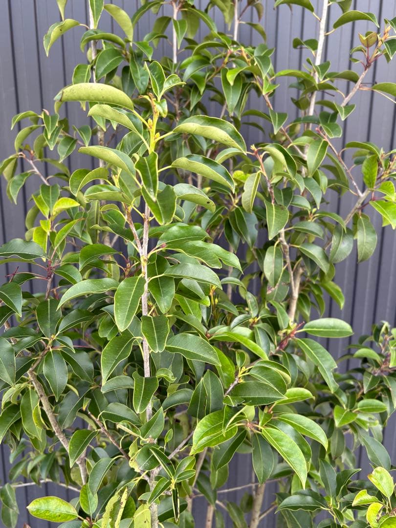 ◆ソヨゴ◆常緑樹◆複数株立◆雌株◆赤い実‼️◆④