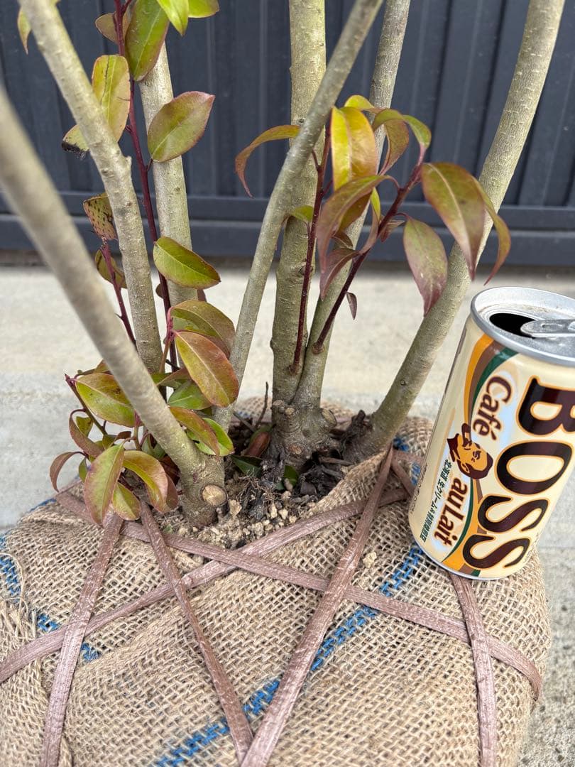 ◆ソヨゴ◆常緑樹◆複数株立◆雌株◆赤い実‼️◆④