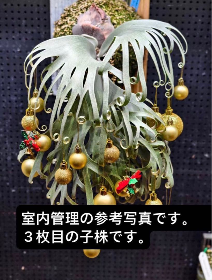 P.solar eclipse OC子株