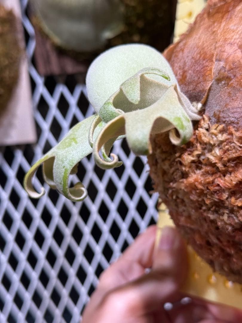 P.solar eclipse OC子株