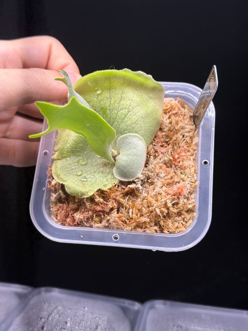 P.solar eclipse OC子株