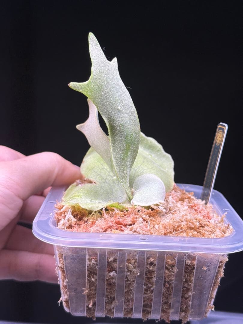 P.solar eclipse OC子株