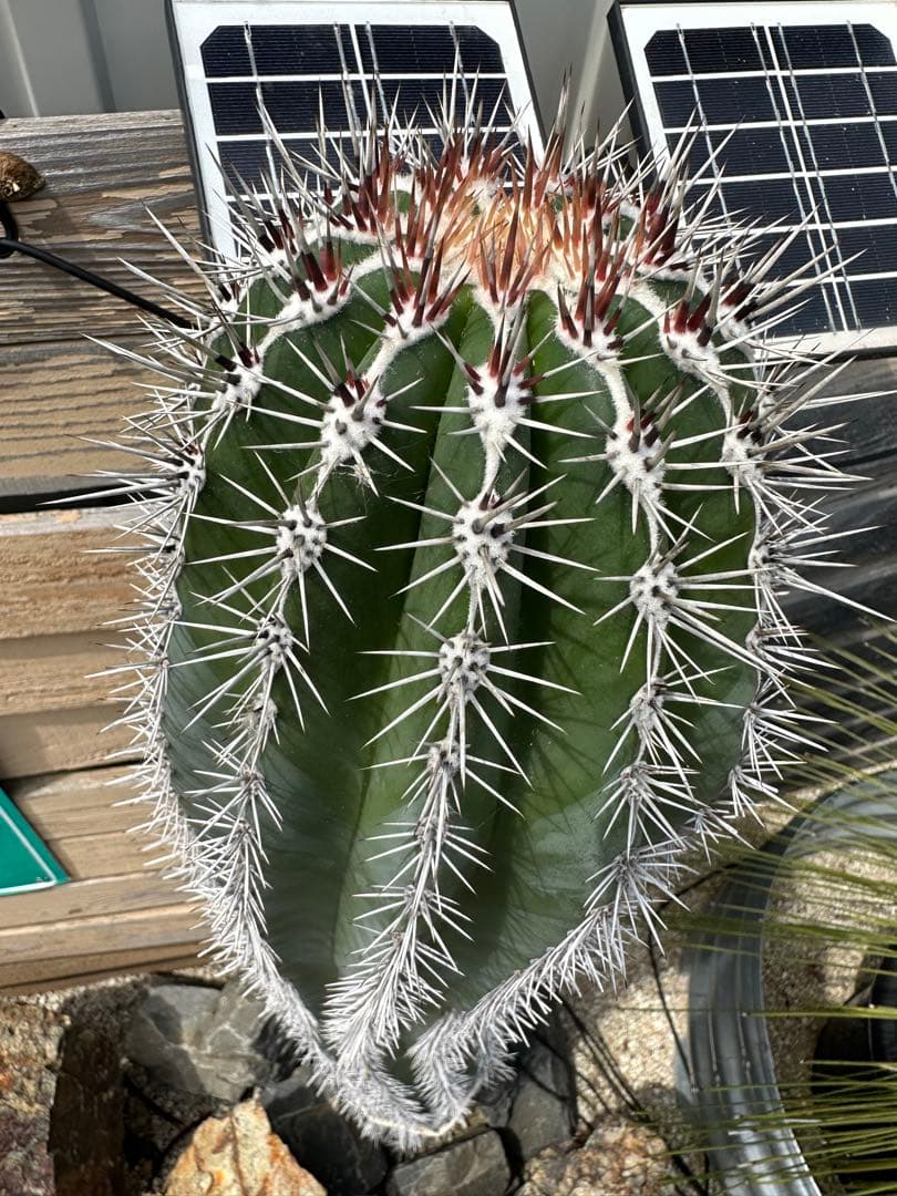 カ〜ジマン　武倫柱　選抜株　発根済み　110cm