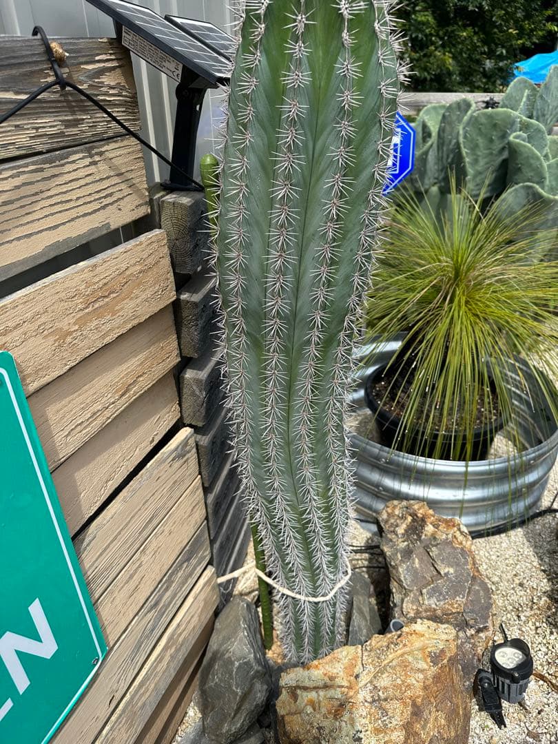 カ〜ジマン　武倫柱　選抜株　発根済み　110cm