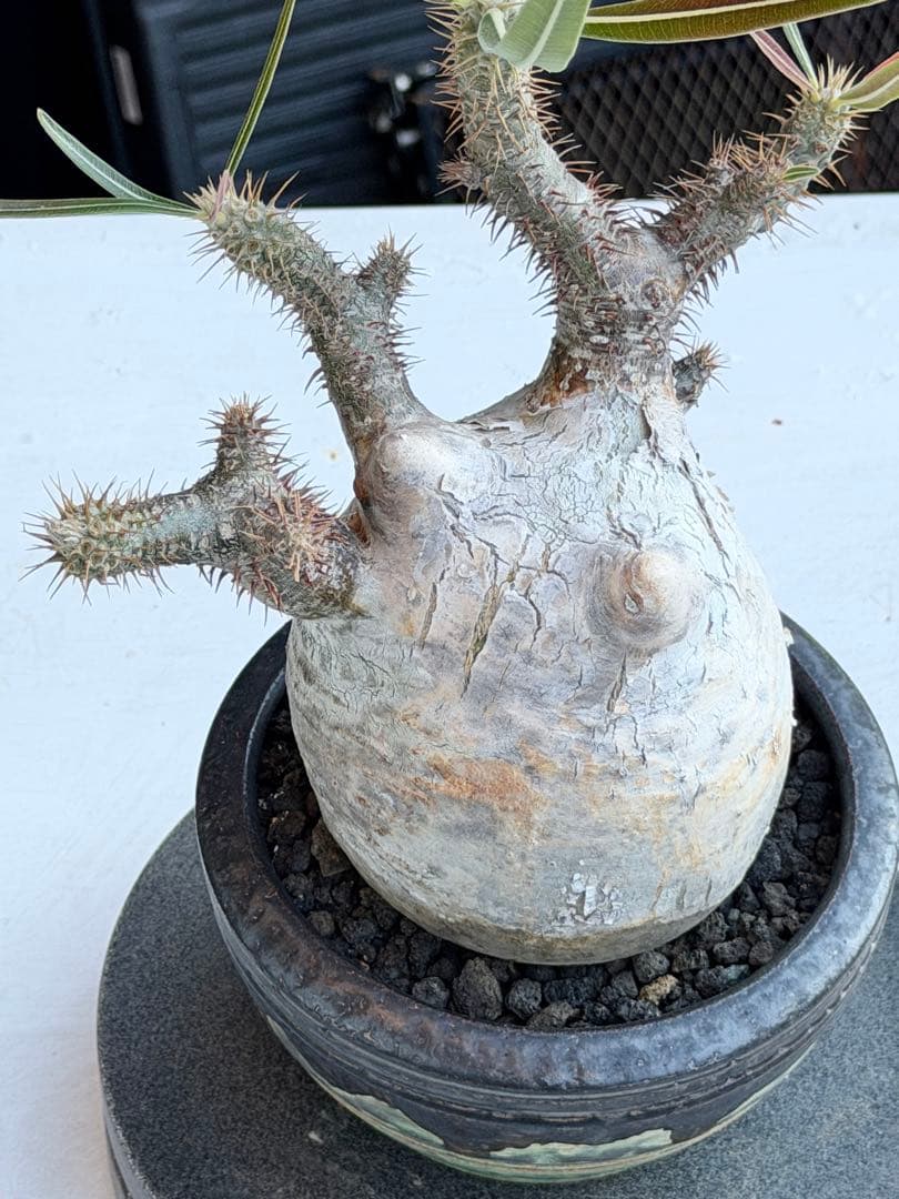 パキポディウム　グラキリス　現地球　良型　変態株　カクタスグリーン購入