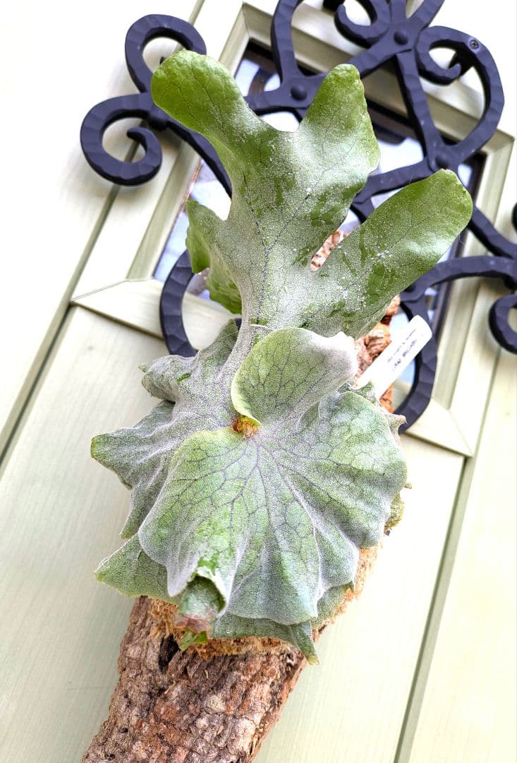 ビカクシダ☆P.superbum dwarf☆スパーバムドワーフ☆コルク仕立て