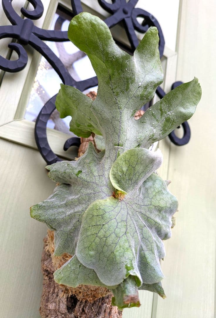 ビカクシダ☆P.superbum dwarf☆スパーバムドワーフ☆コルク仕立て