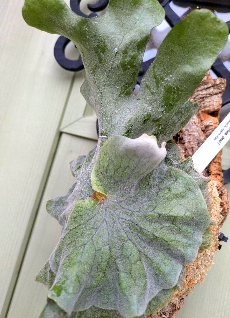 ビカクシダ☆P.superbum dwarf☆スパーバムドワーフ☆コルク仕立て