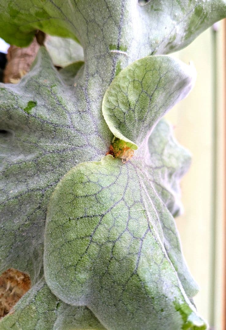 ビカクシダ☆P.superbum dwarf☆スパーバムドワーフ☆コルク仕立て